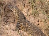 Africa 026 : Africa, Animal, Monitor Lizard, Mosi-Oa-Tunya National Park, Reptile, Zambia